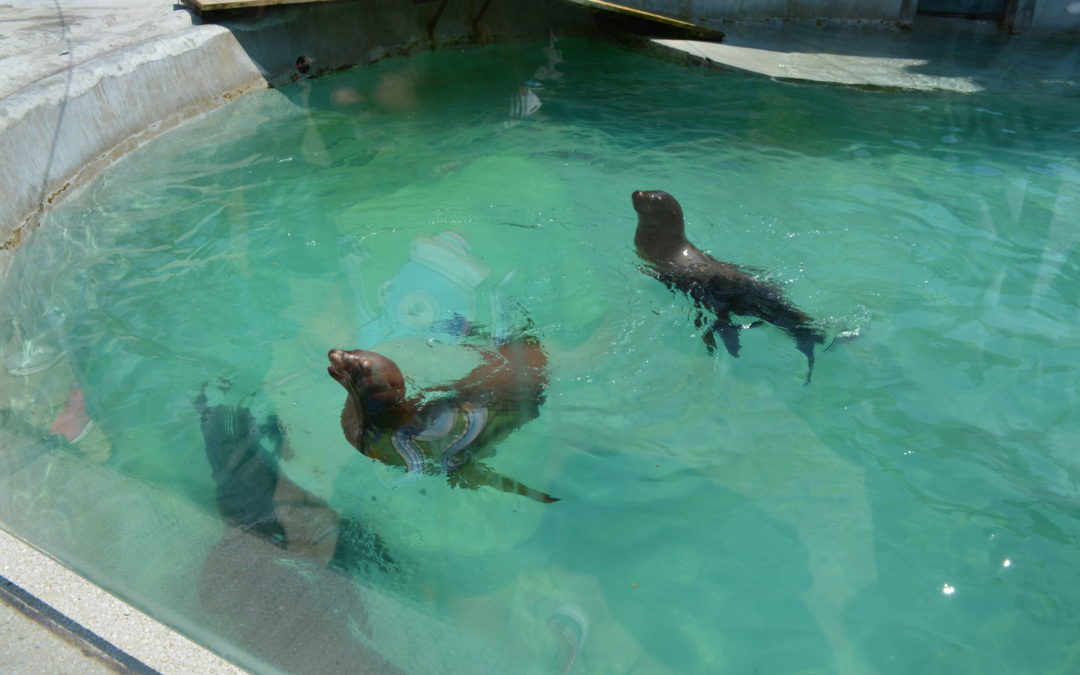 Zagreb ZOO Chorwacja