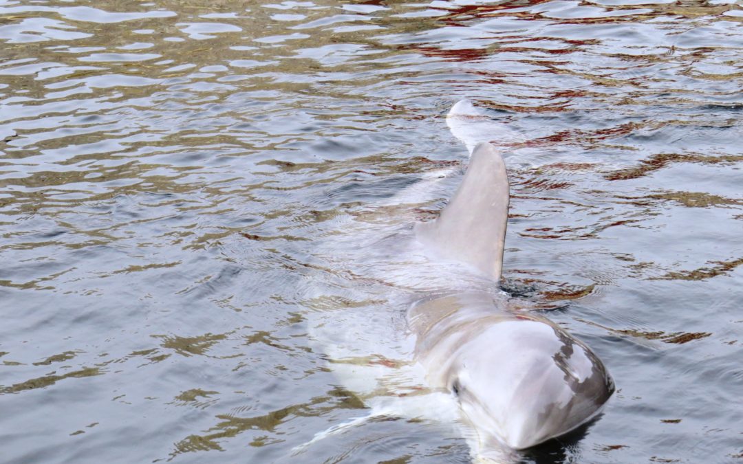 Delfinarium Holandia Dolfinarium Harderwijk