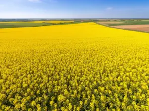 Pole kwitnącego rzepaku - surowiec którego cena rzepaku agrolok jest monitorowana przez polskich rolników