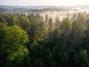 Puszcza Wisła Kraków – widok na gęsty las Puszczy Niepołomickiej z drzewami liściastymi i sosnami w porannej mgle