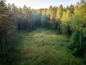 Zimne Doły obiekty turystyczne lasów państwowych - malownicza polana leśna w zarządzie Nadleśnictwa Chojnów koło Piaseczna